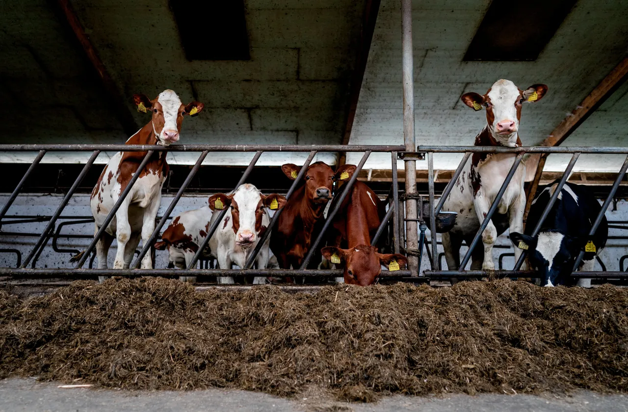 boeren hebben toekomstperspectief nodig want zonder hen lukt het niet klimaatneutraal te worden, luidt advies aan kabinet